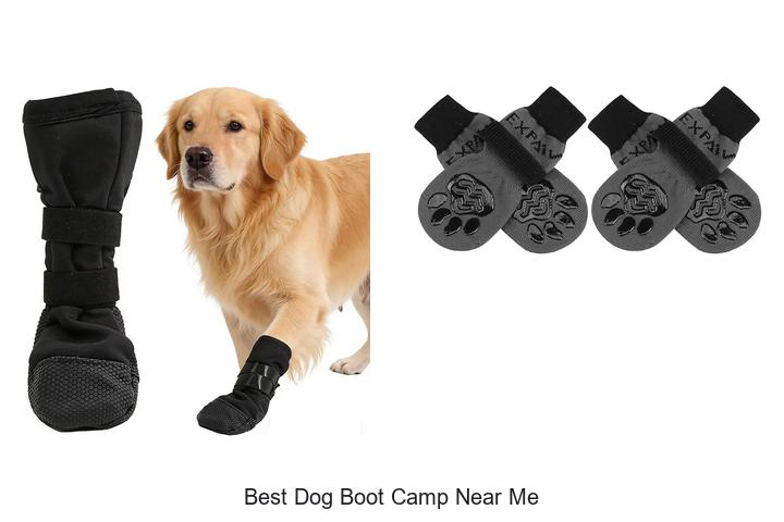 Find The Best Dog Boot Camp Near Me – Transform Pets Fast!
